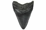 Juvenile Megalodon Tooth - South Carolina #368685-1